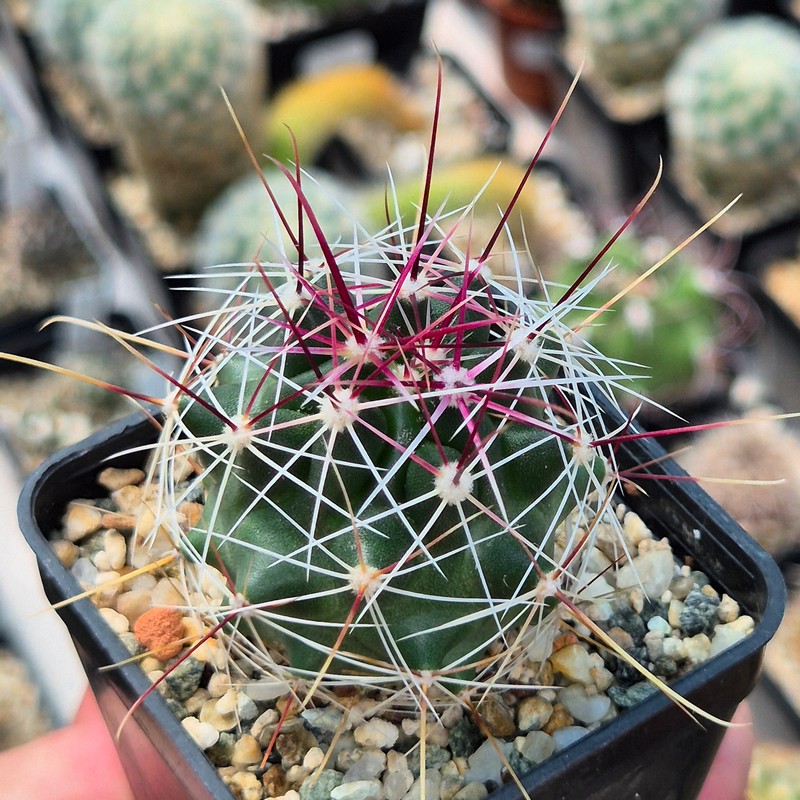 VVG29714 Ferocactus haematacanthus -El Amparo-