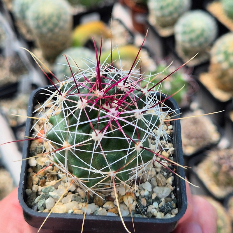 VVG29714 Ferocactus haematacanthus -El Amparo- - Image 2