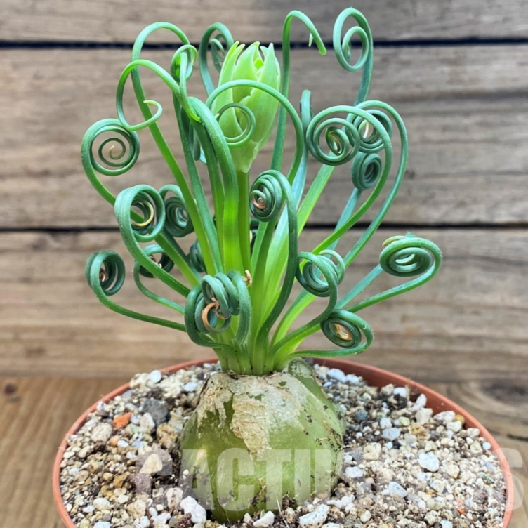 LOT1157 50SEEDS/50 СЕМЕНА Albuca spiralis harvest 2026 - Image 5
