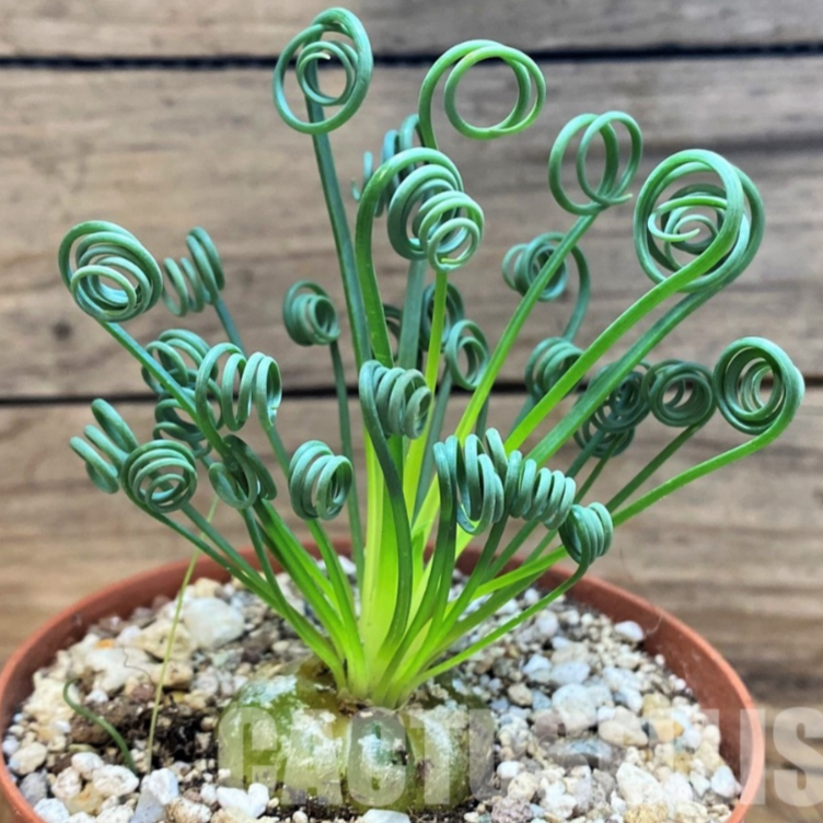 LOT1157 50SEEDS/50 СЕМЕНА Albuca spiralis harvest 2026 - Image 4