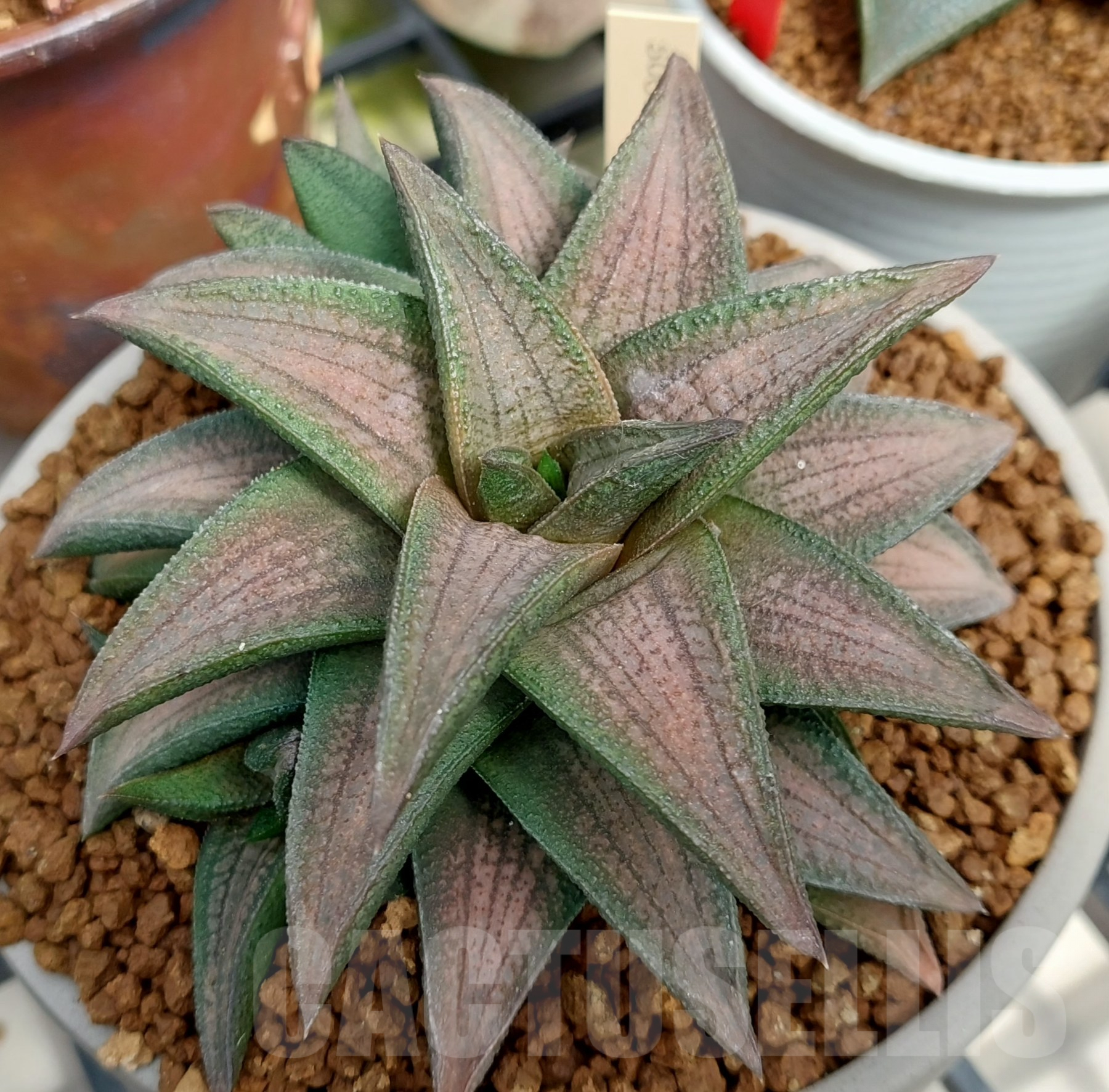 SH1692 Haworthia 'Sugriva'