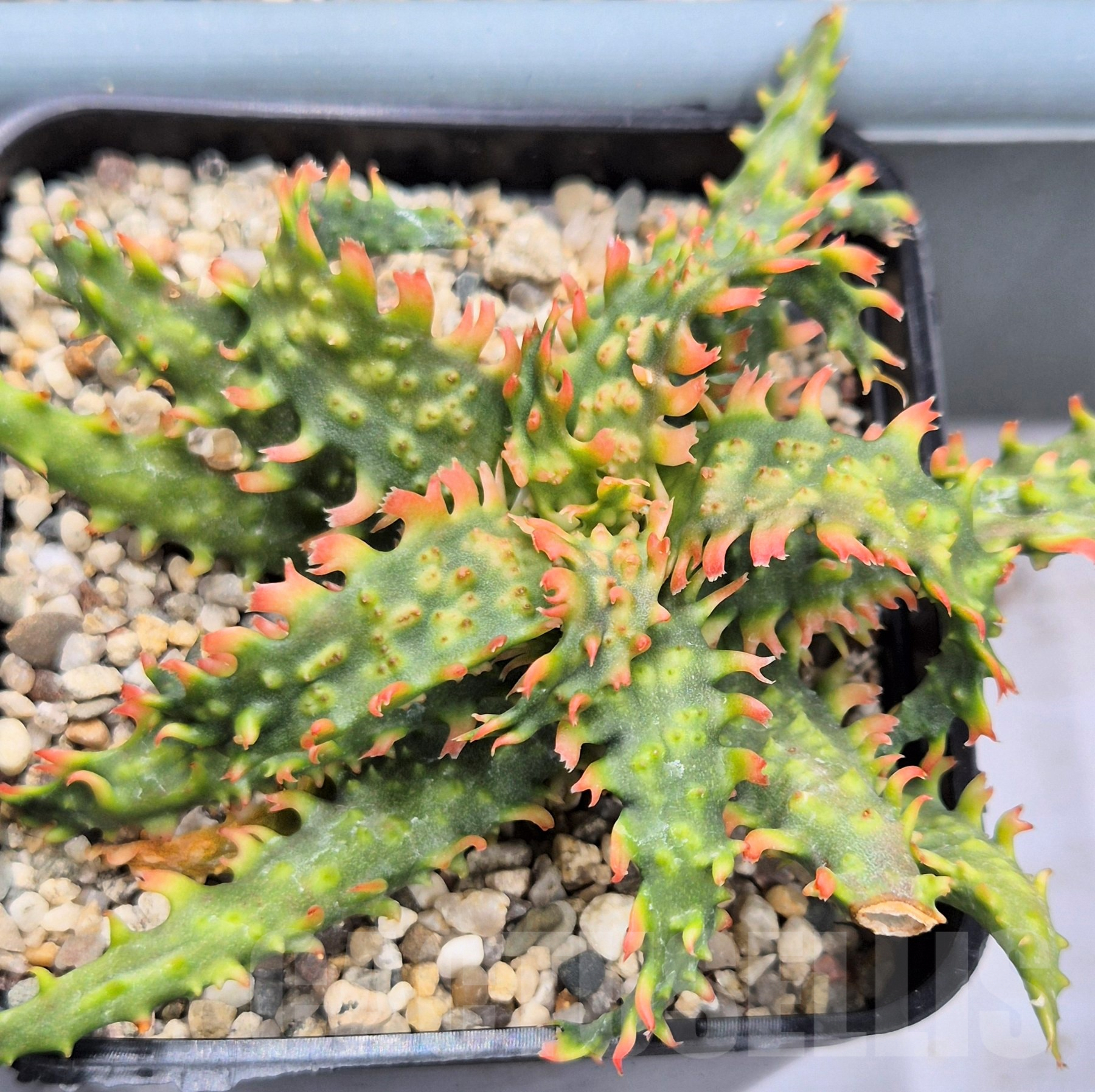 SH1731 Aloe TCT hybrid