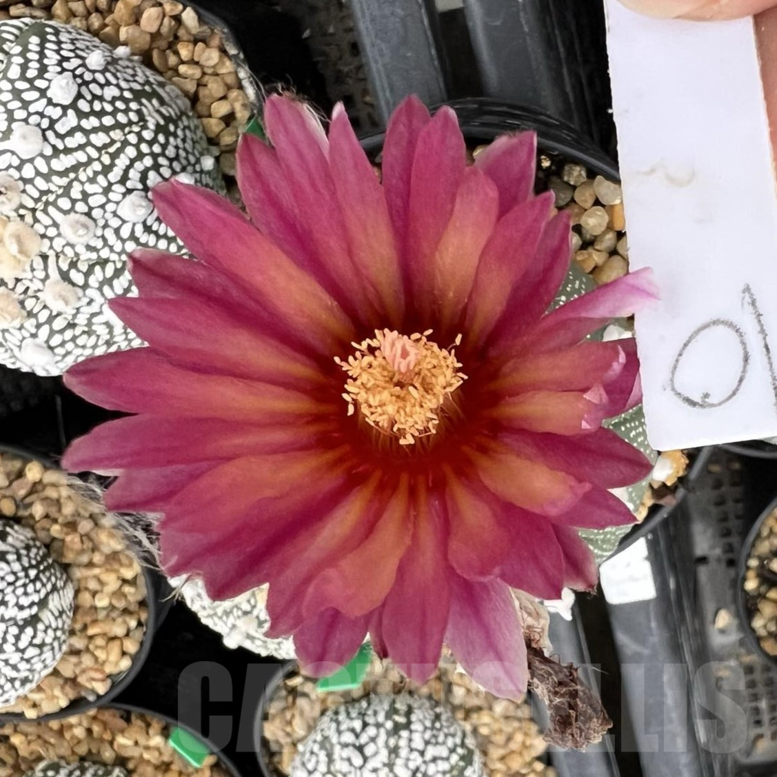 SHPR40244 Astrophytum asterias ‘Super Kabuto’ 'Akabana' clon 10