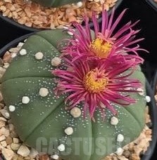 SH24052 Astrophytum asterias ‘Shinshowa Red’ - Image 2