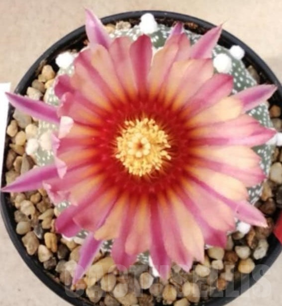 SH2345 Astrophytum asterias ‘Super Kabuto’ ‘Akabana’ clon 11