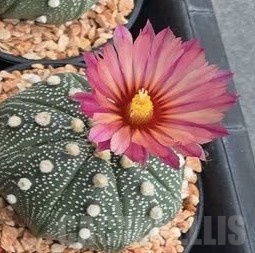 SH24055 Astrophytum asterias 'Akabana' - Image 2
