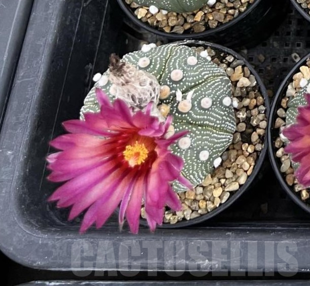 SHPR40256 Astrophytum asterias ‘Super Kabuto’ ‘Akabana’ clon 12 - Image 2