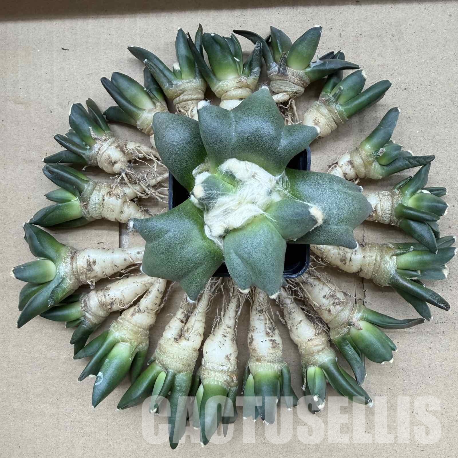 SH32093 Ariocarpus retusus ‘Three Finger’, own roots seedling - Image 3