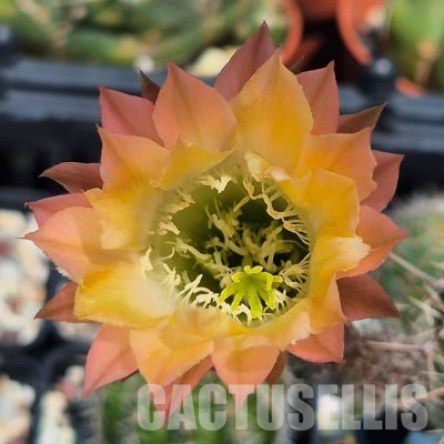 SH36163 Echinopsis hybrid, seedling