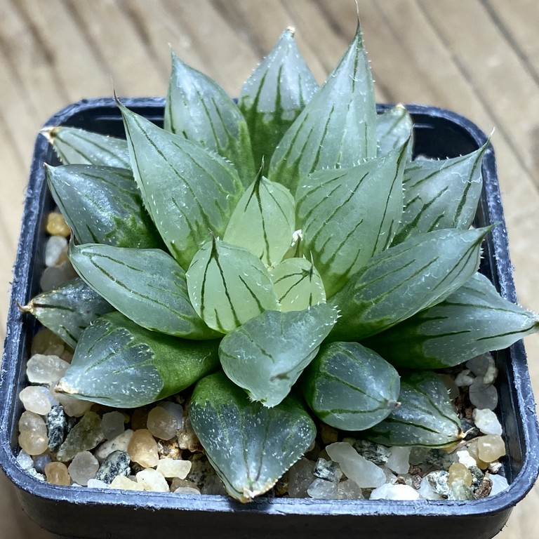 SH13783 Haworthia cooperi ‘West Asia Tsuen’