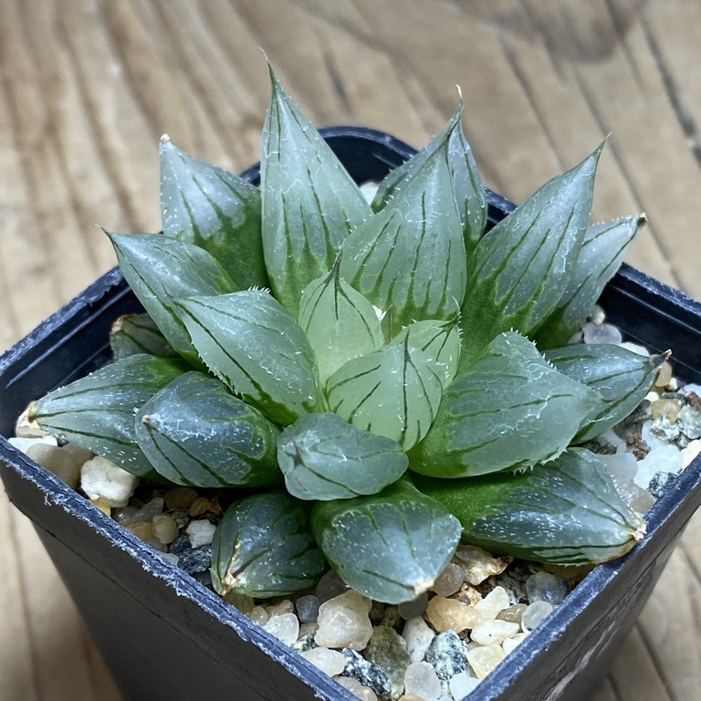 SH13783 Haworthia cooperi ‘West Asia Tsuen’ - Image 2