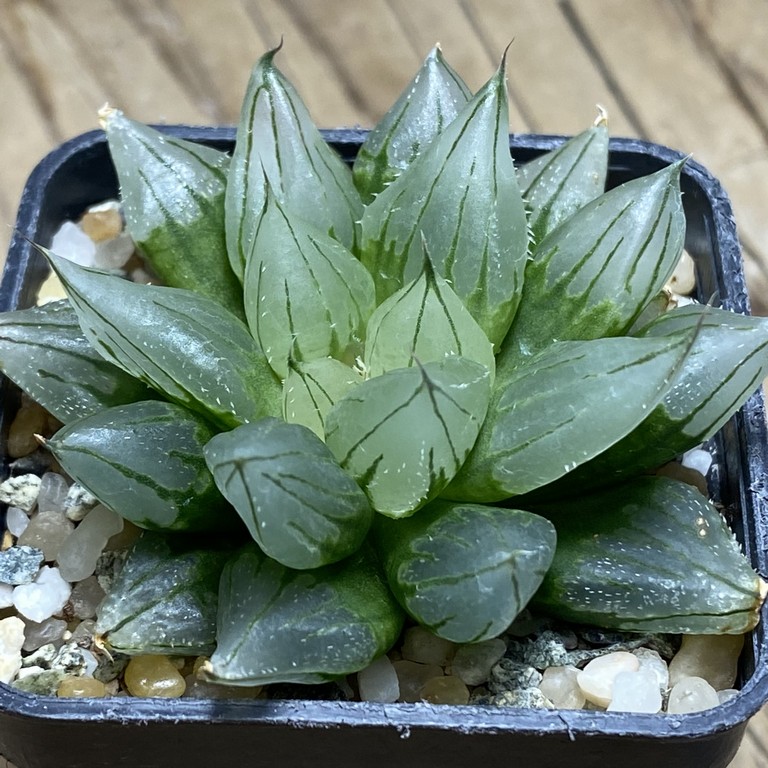 SH13783 Haworthia cooperi ‘West Asia Tsuen’ - Image 3
