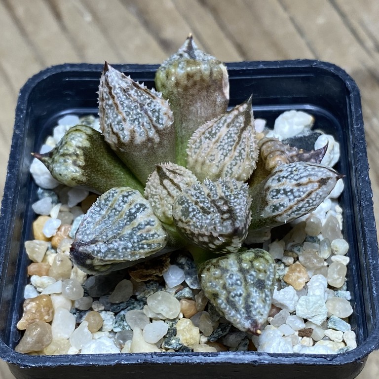 SH14943 Haworthia ‘Princess Kazunomiya Mutant’ - Image 3