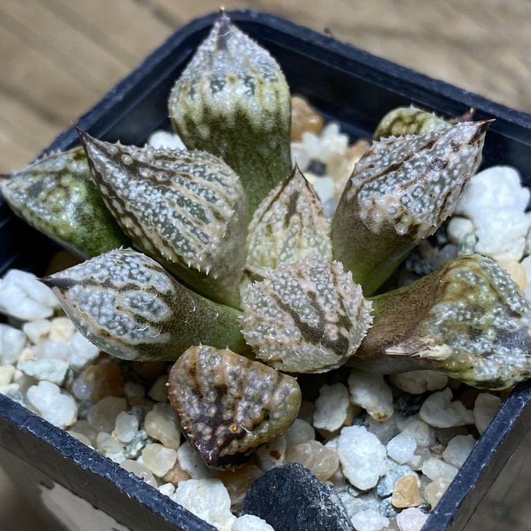 SH14943 Haworthia ‘Princess Kazunomiya Mutant’
