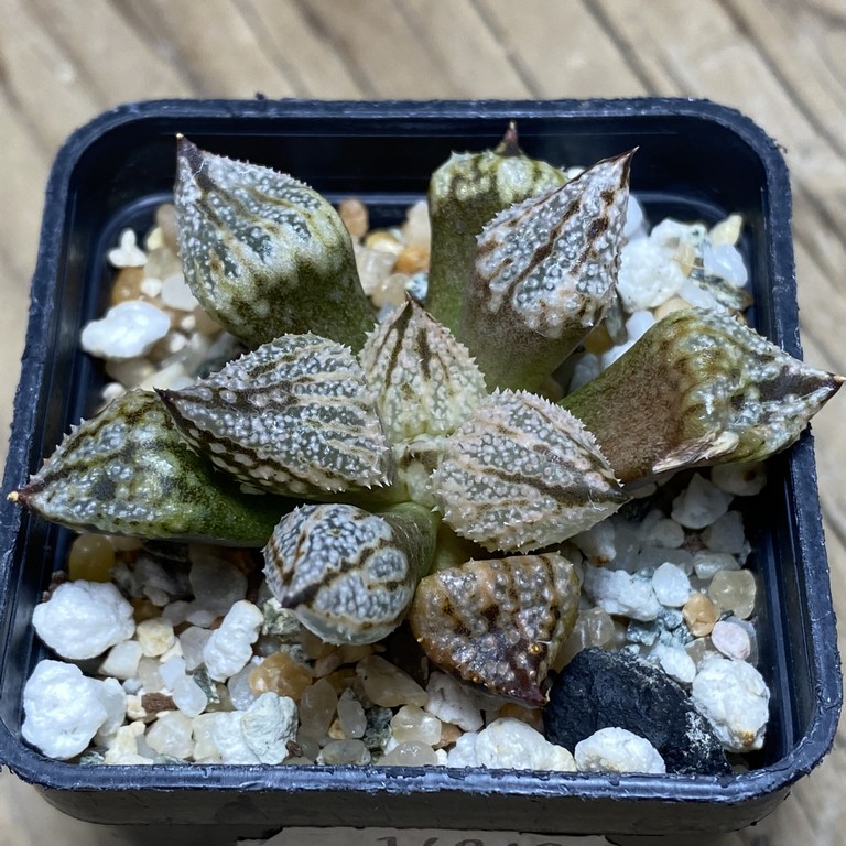 SH14943 Haworthia ‘Princess Kazunomiya Mutant’ - Image 2