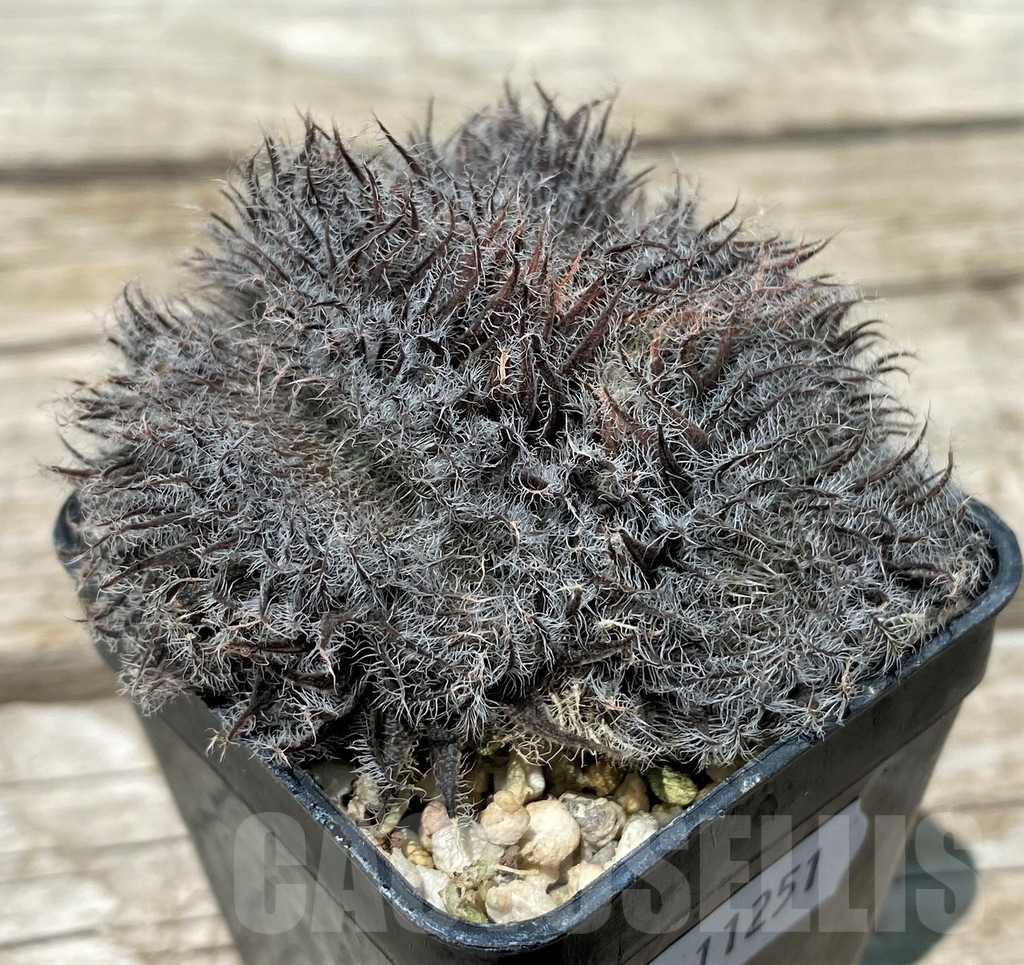 SH11251 Haworthia odetta f. cristata - Image 3