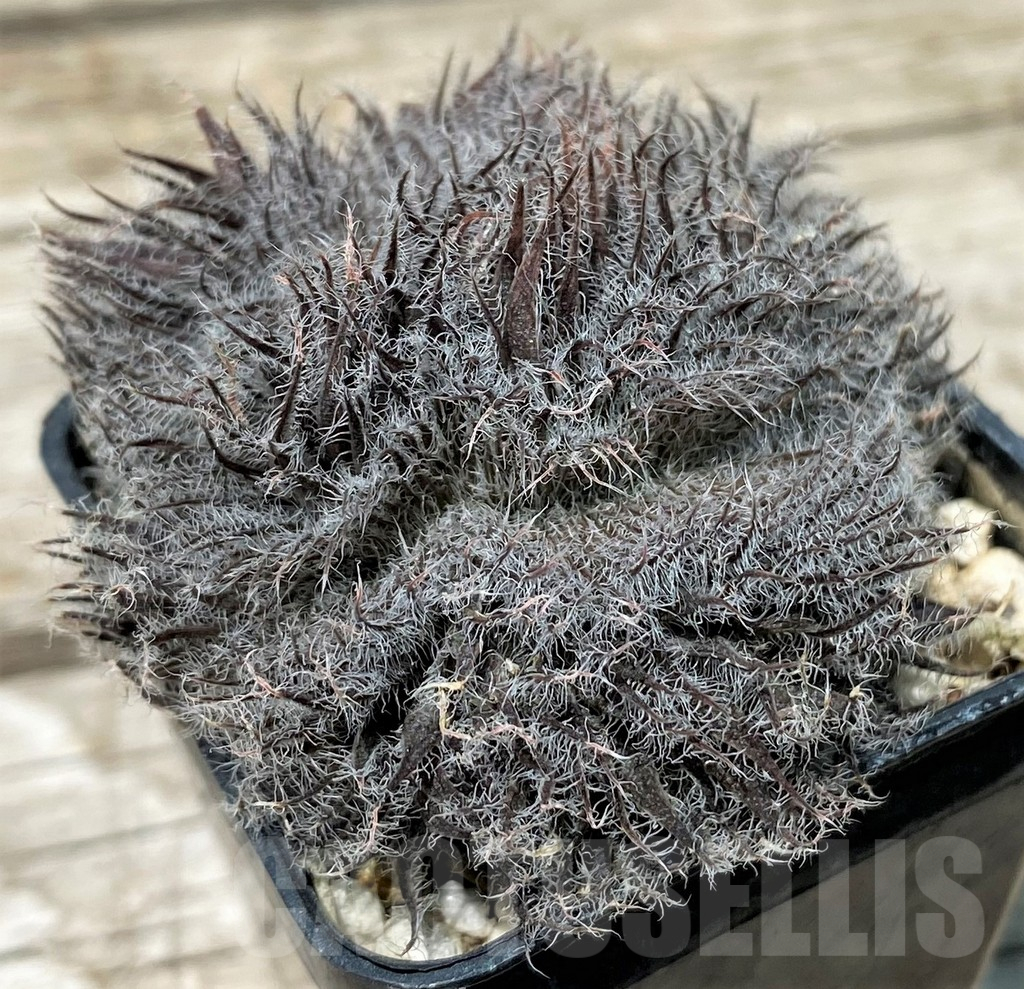 SH11251 Haworthia odetta f. cristata - Image 2