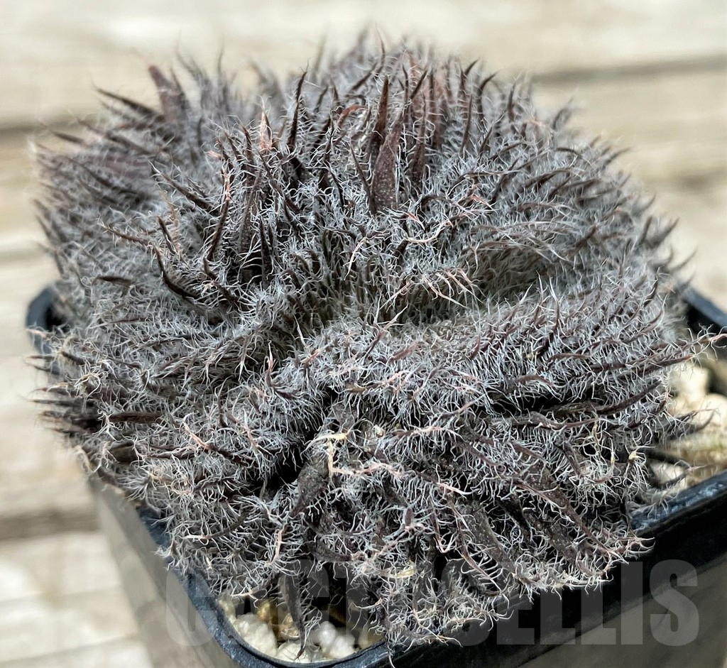 SH11251 Haworthia odetta f. cristata