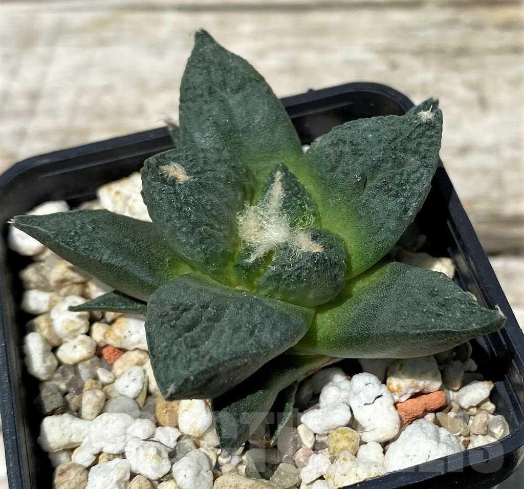 SH11252 Ariocarpus fissuratus 'Godzilla' hybrid, seedling - Image 2
