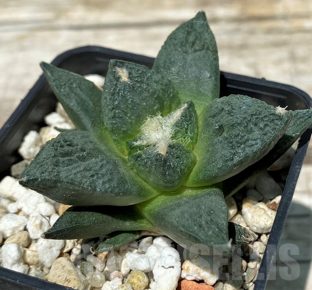 SH11252 Ariocarpus fissuratus 'Godzilla' hybrid, seedling