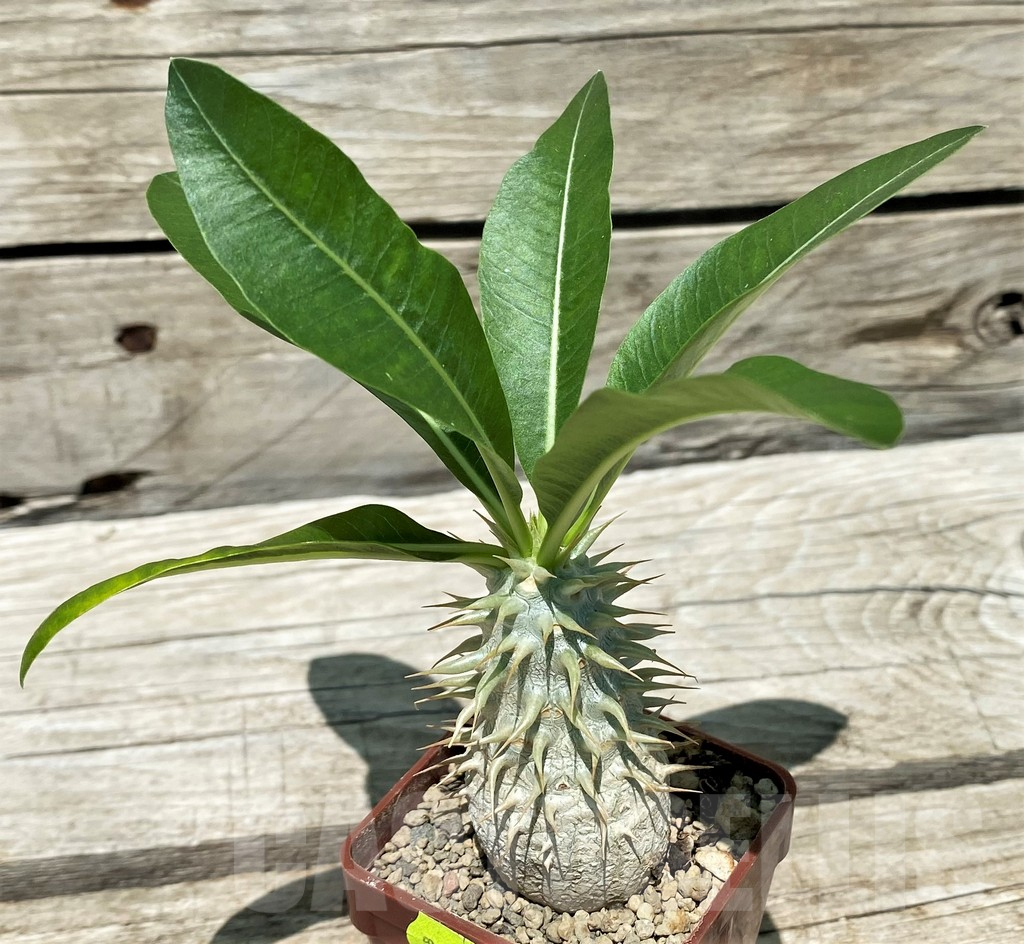 SH11215 Pachypodium eburneum