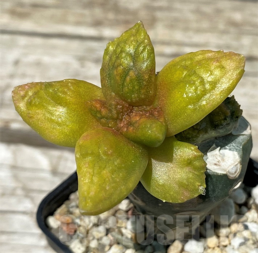SH11259 Ariocarpus fissuratus 'Godzilla', grafted - Image 2