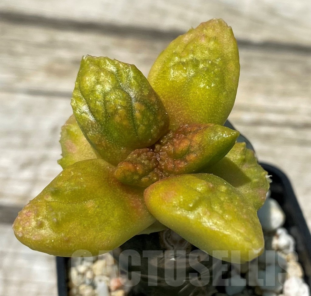 SH11259 Ariocarpus fissuratus 'Godzilla', grafted