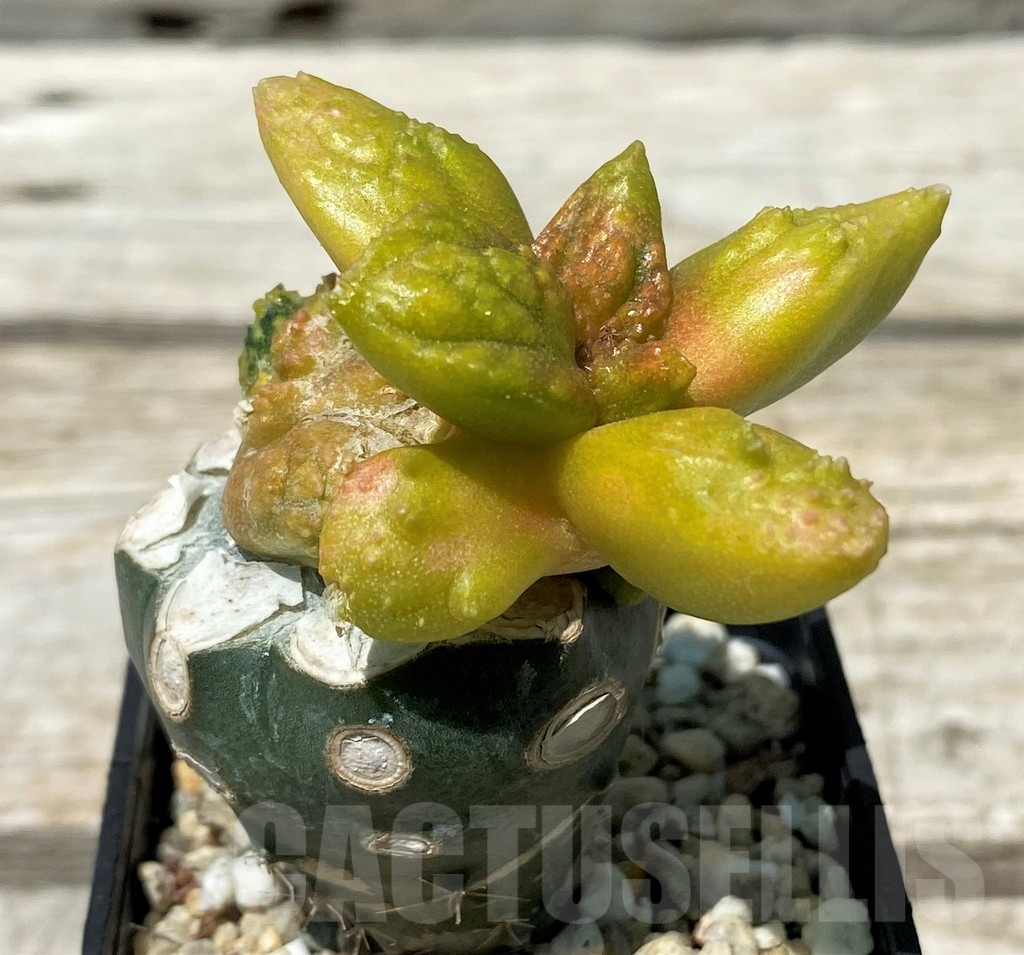SH11259 Ariocarpus fissuratus 'Godzilla', grafted - Image 3