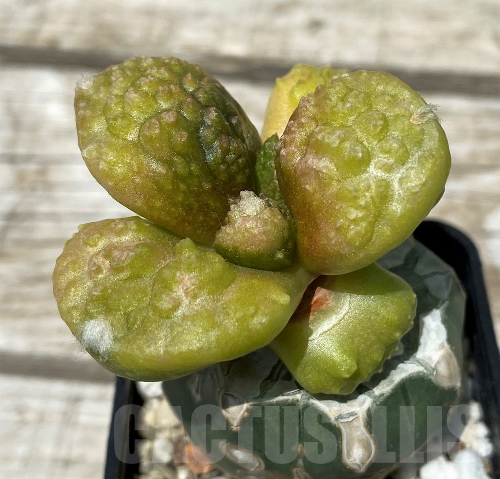 SH11261 Ariocarpus fissuratus 'Godzilla', grafted
