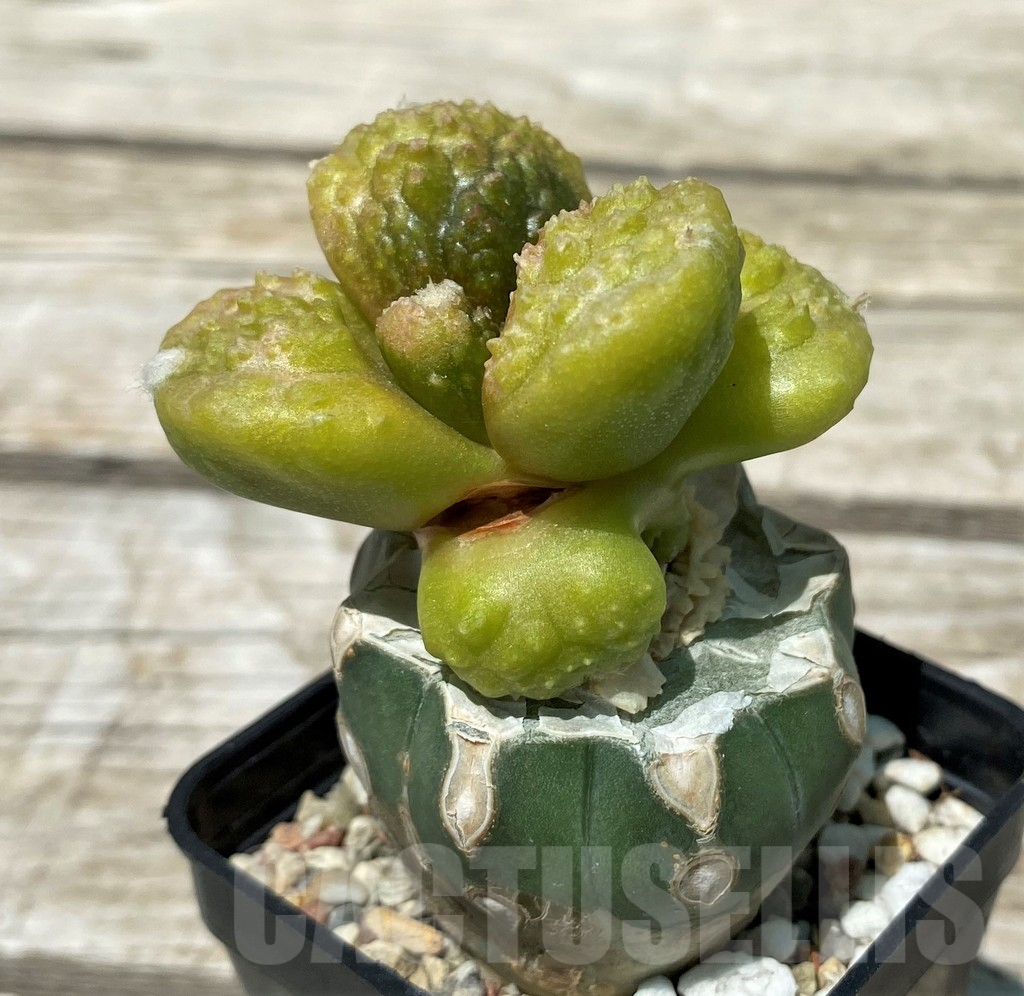 SH11261 Ariocarpus fissuratus 'Godzilla', grafted - Image 2