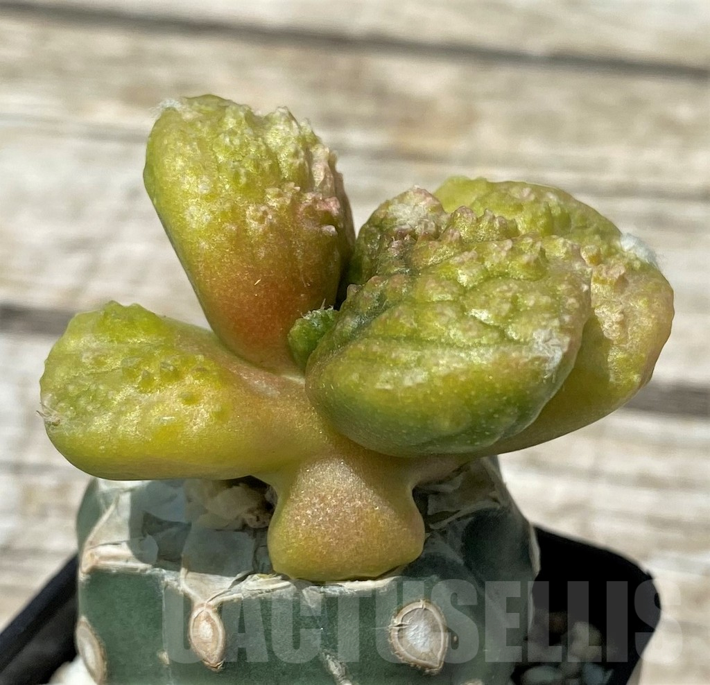 SH11261 Ariocarpus fissuratus 'Godzilla', grafted - Image 3