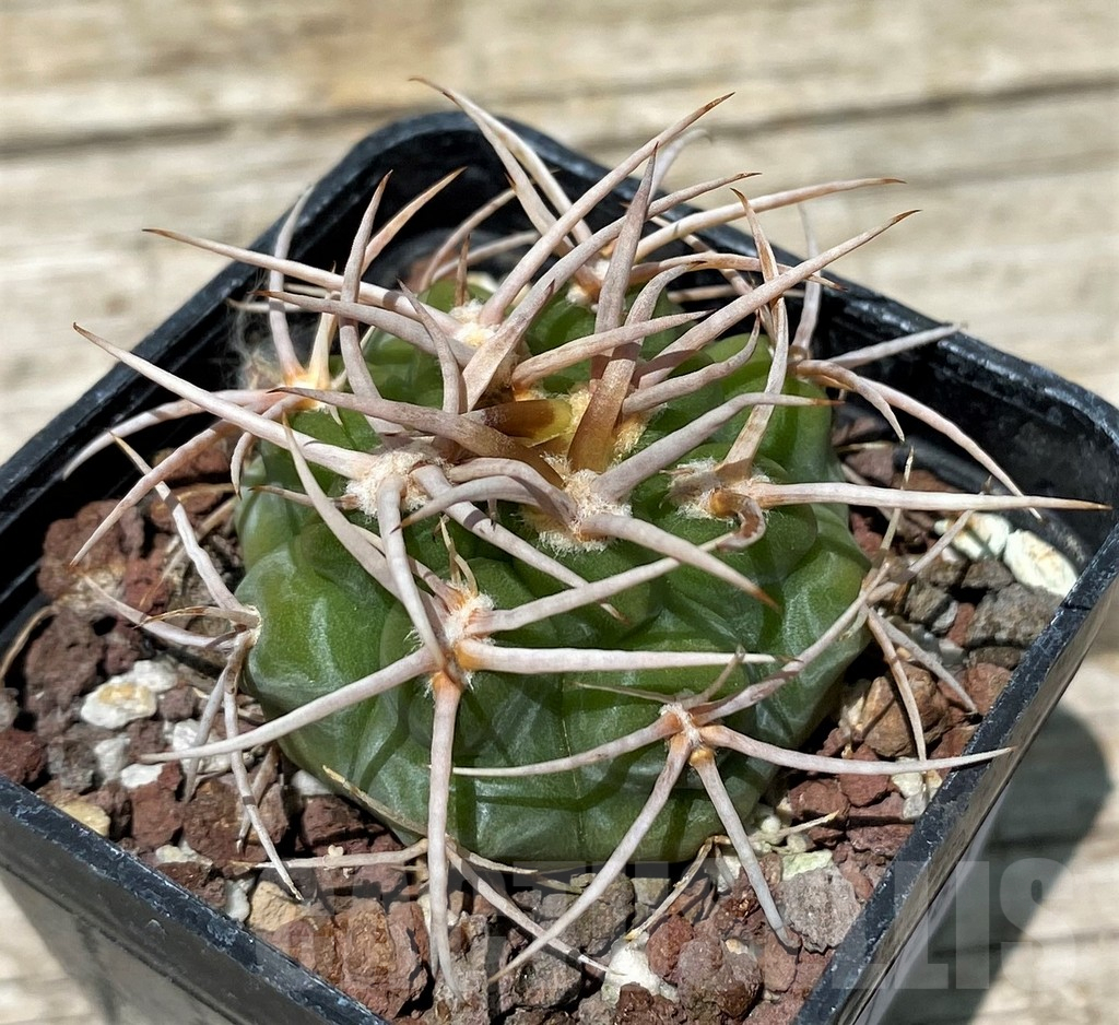 SH11263 Gymnocalycium ferox