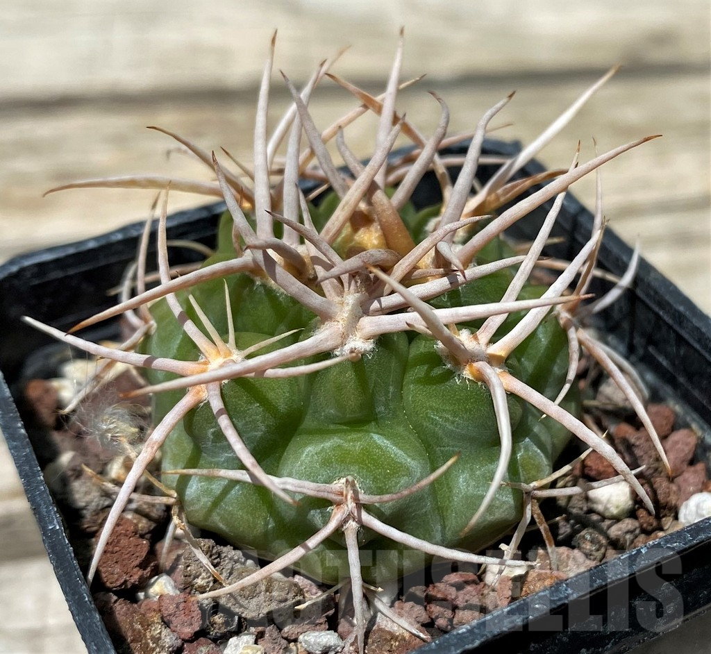SH11263 Gymnocalycium ferox - Image 2