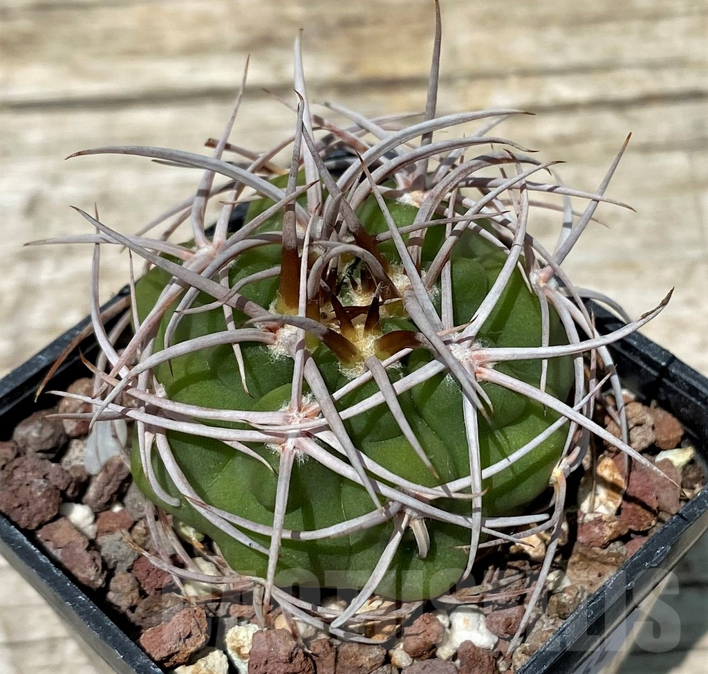 SH11264 Gymnocalycium ferox