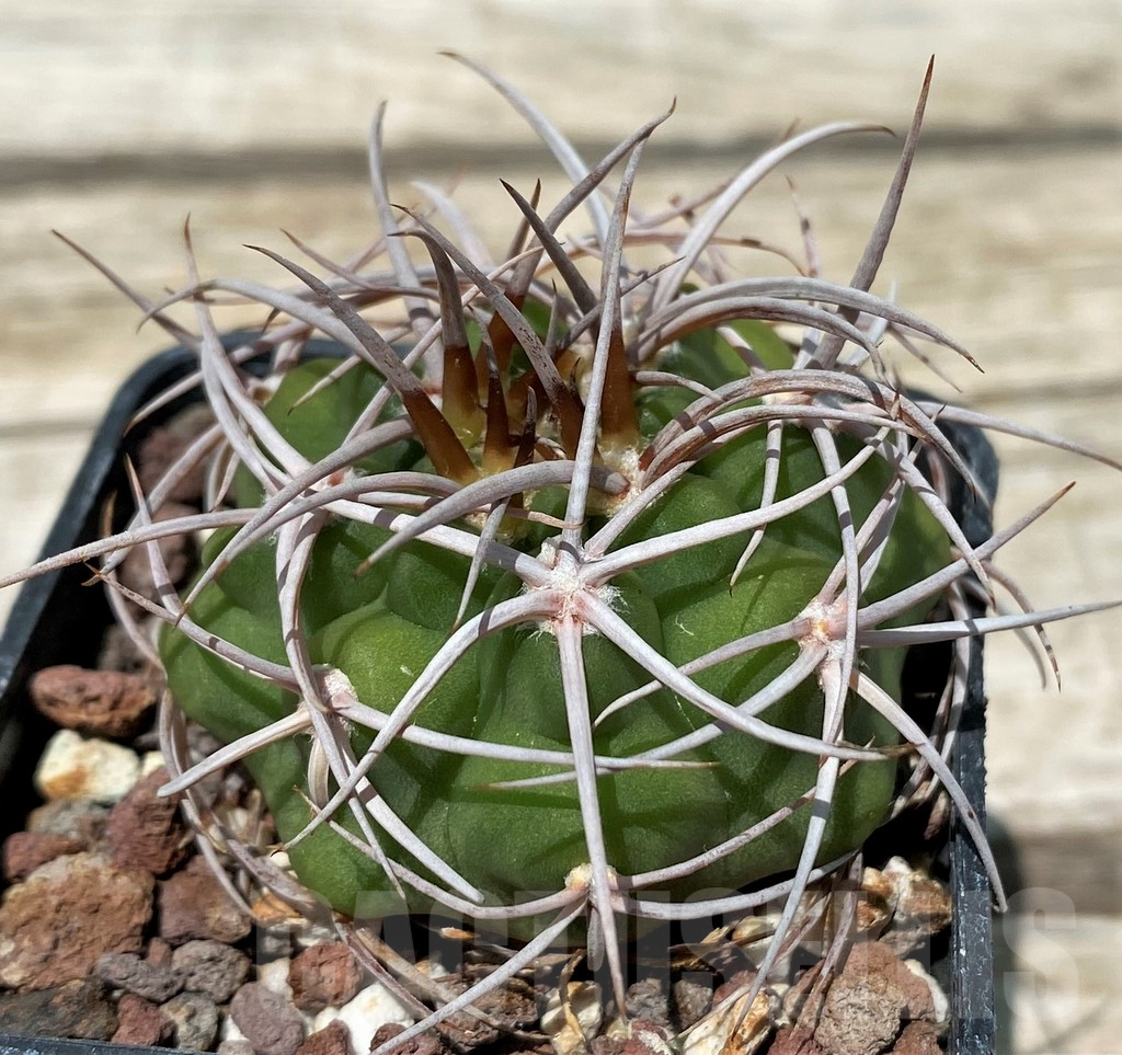 SH11264 Gymnocalycium ferox - Image 2
