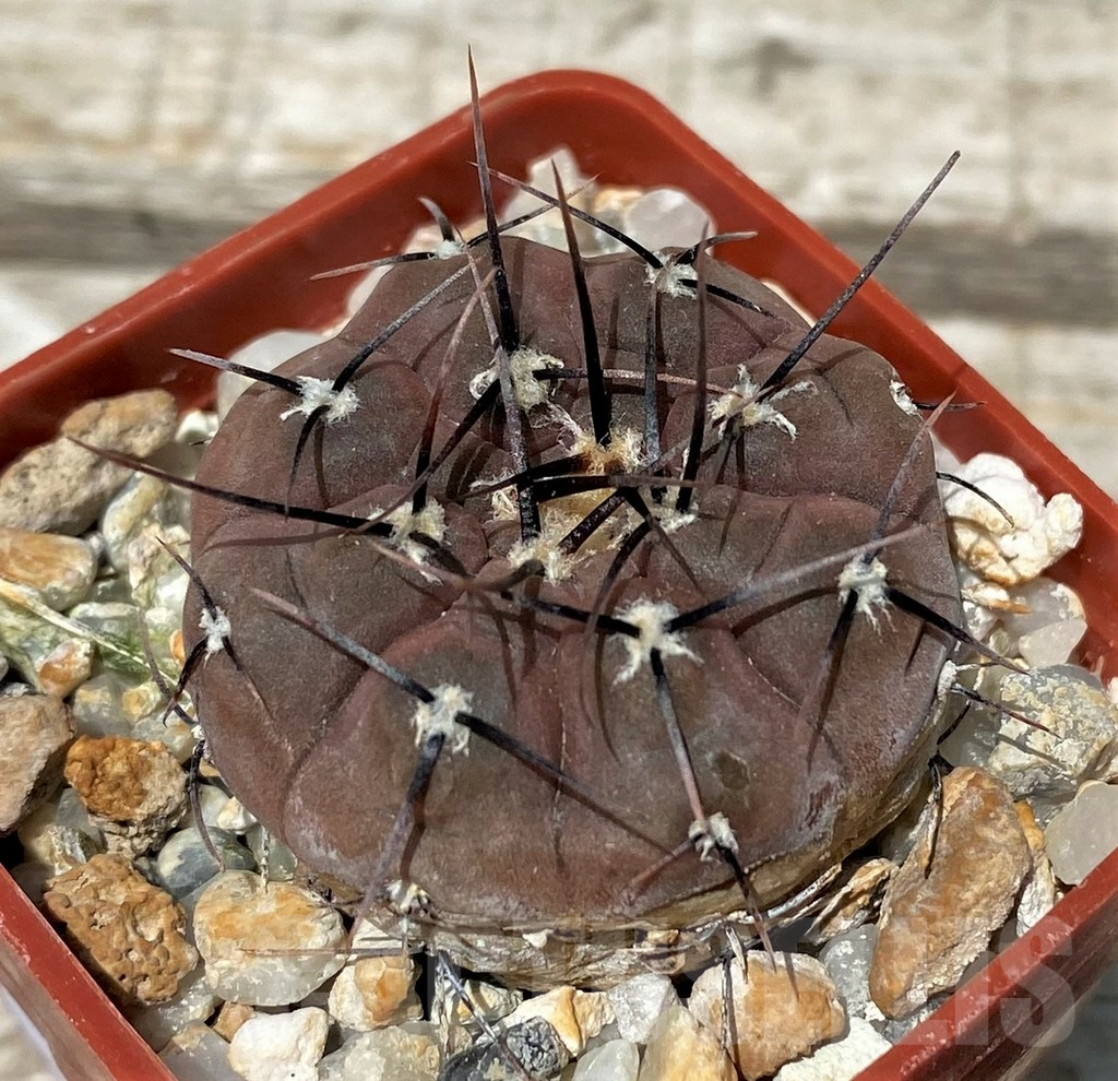 SH11267 Gymnocalycium esperanzae VG 1306