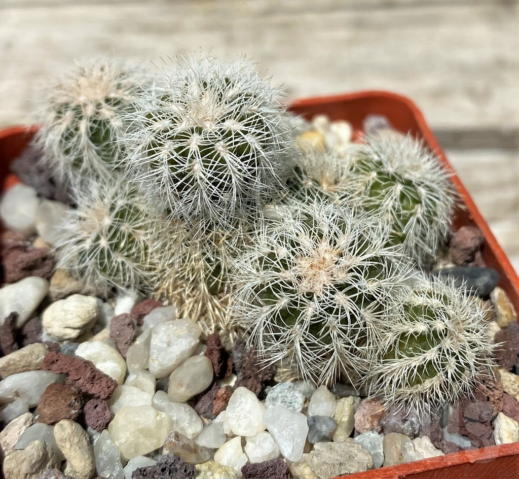 SH11268 Gymnocalycium bruchii v. albispinum - Image 2