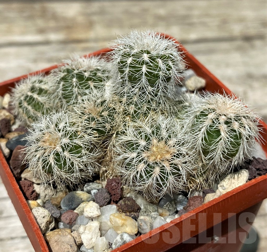 SH11268 Gymnocalycium bruchii v. albispinum