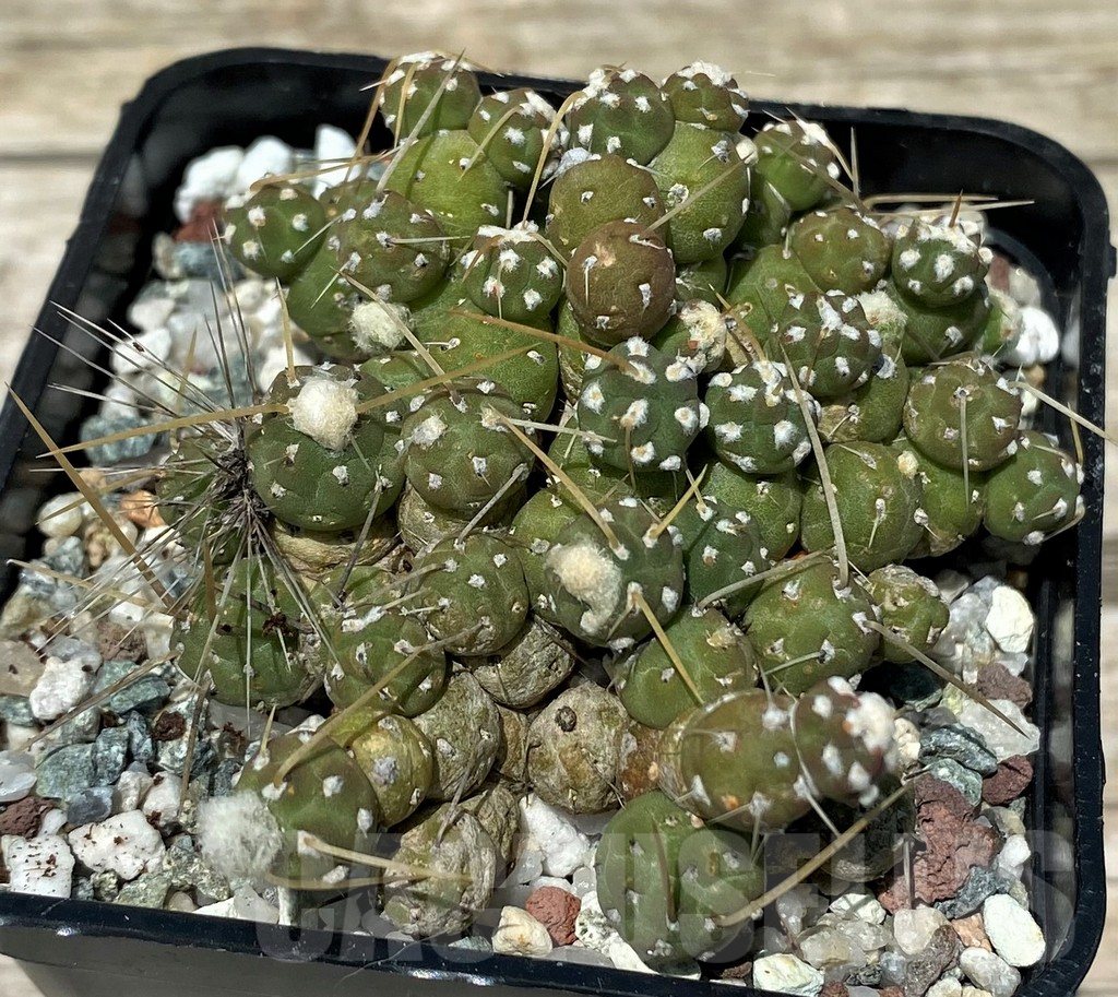 SH11269 Tephrocactus pentlandii v. fuauxianus - Image 2