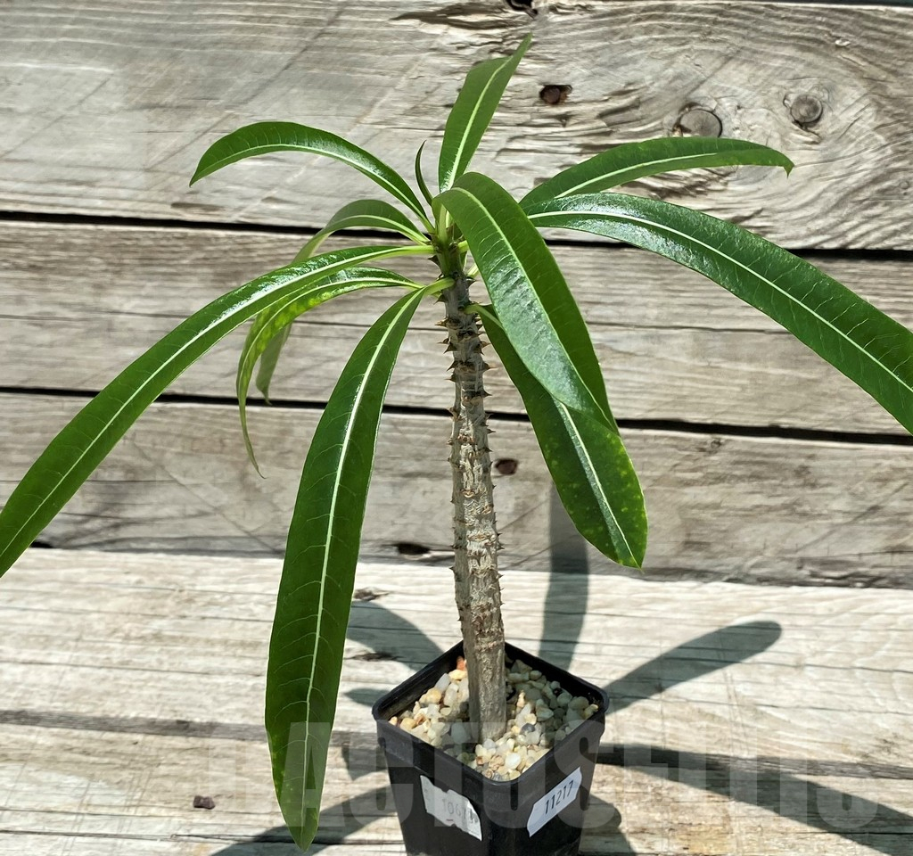 SH11217 Pachypodium rutenbergianum - Image 2
