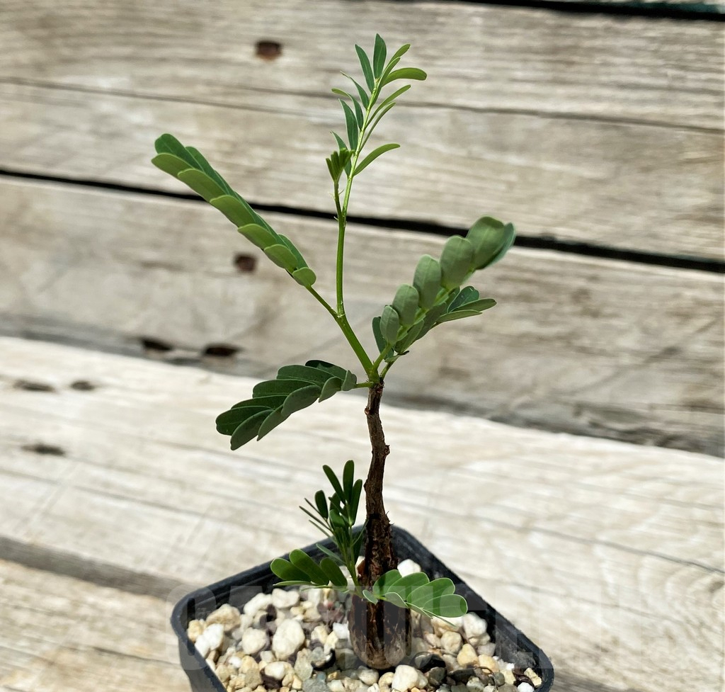 SH11222 Senna meridionalis