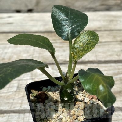 SH11225 Dorstenia foetida f. variegata