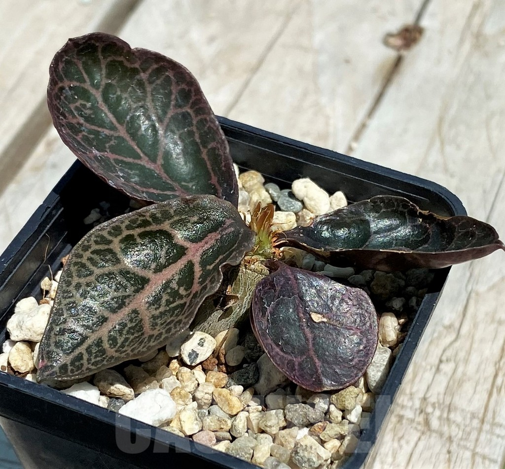 SH11244 Euphorbia francoisii hybrid