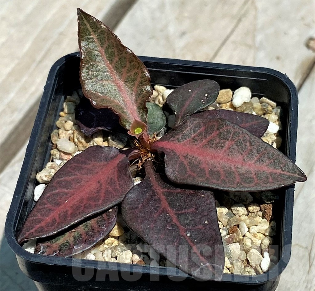 SH11246 Euphorbia francoisii hybrid
