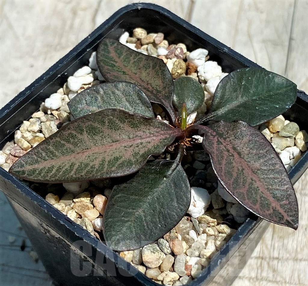 SH11247 Euphorbia francoisii hybrid