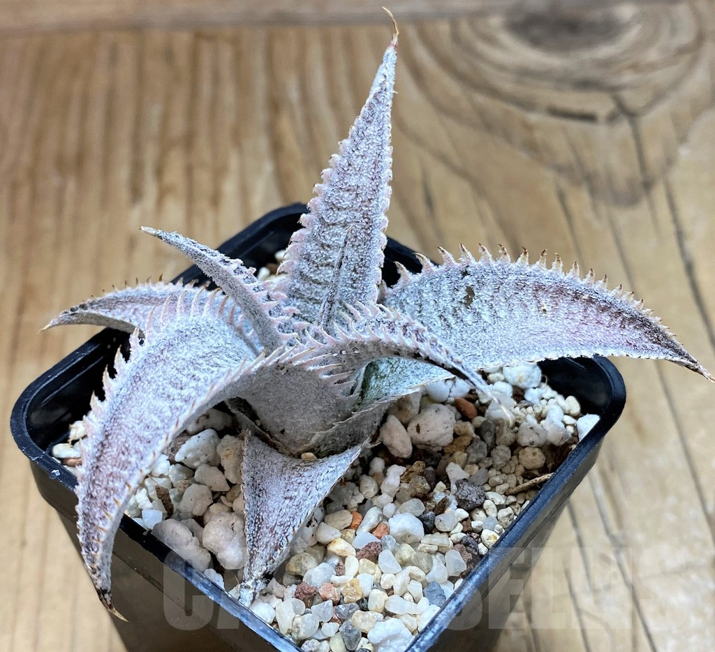 SH11347 Dyckia marnier-lapostollei - Image 3