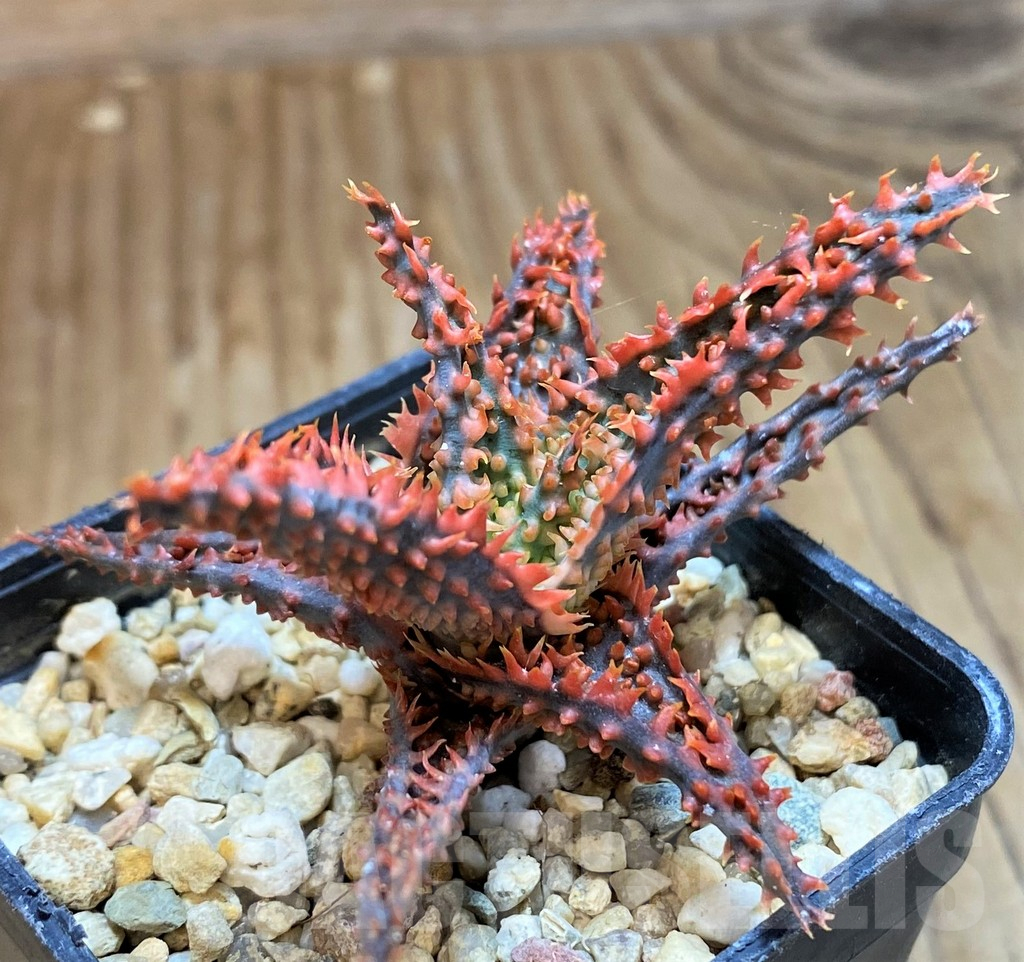 SH11389 Aloe TCT hybrid