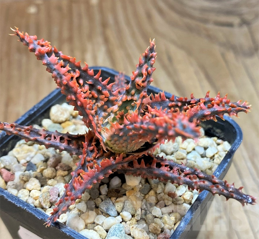 SH11389 Aloe TCT hybrid - Image 2