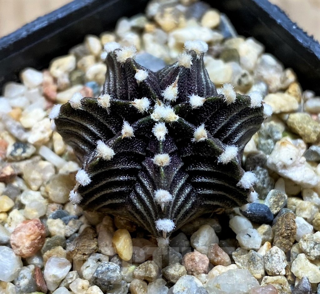 SH11351 Gymnocalycium friedrichii ‘Agua Dulce’