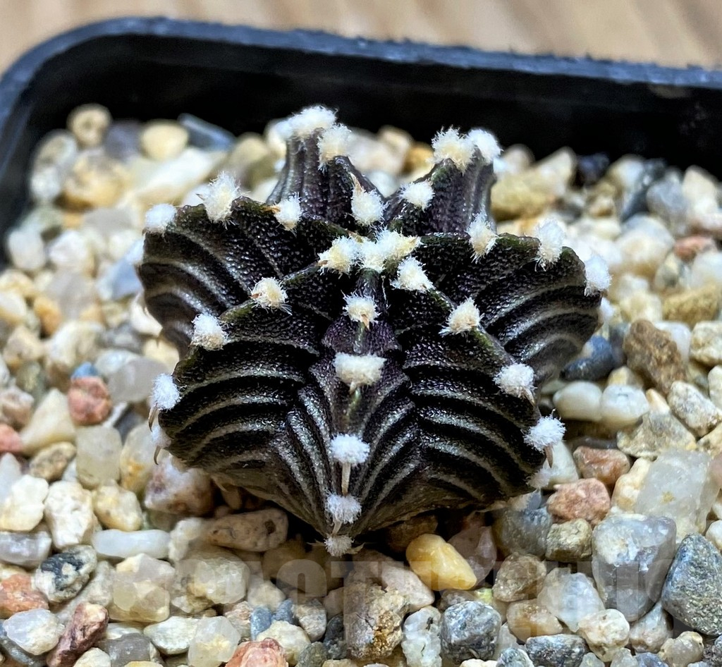 SH11351 Gymnocalycium friedrichii ‘Agua Dulce’ - Image 2